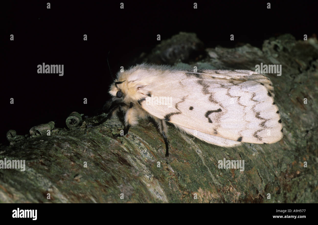 The gypsy moth hi-res stock photography and images - Alamy