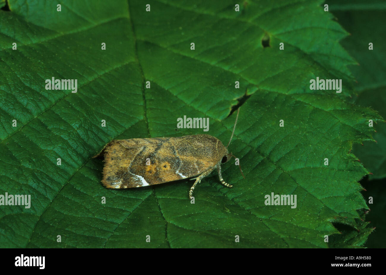 Lesser Spotted Pinion Cosmia affinis On leaf Eccles on Sea Norfolk Stock Photo