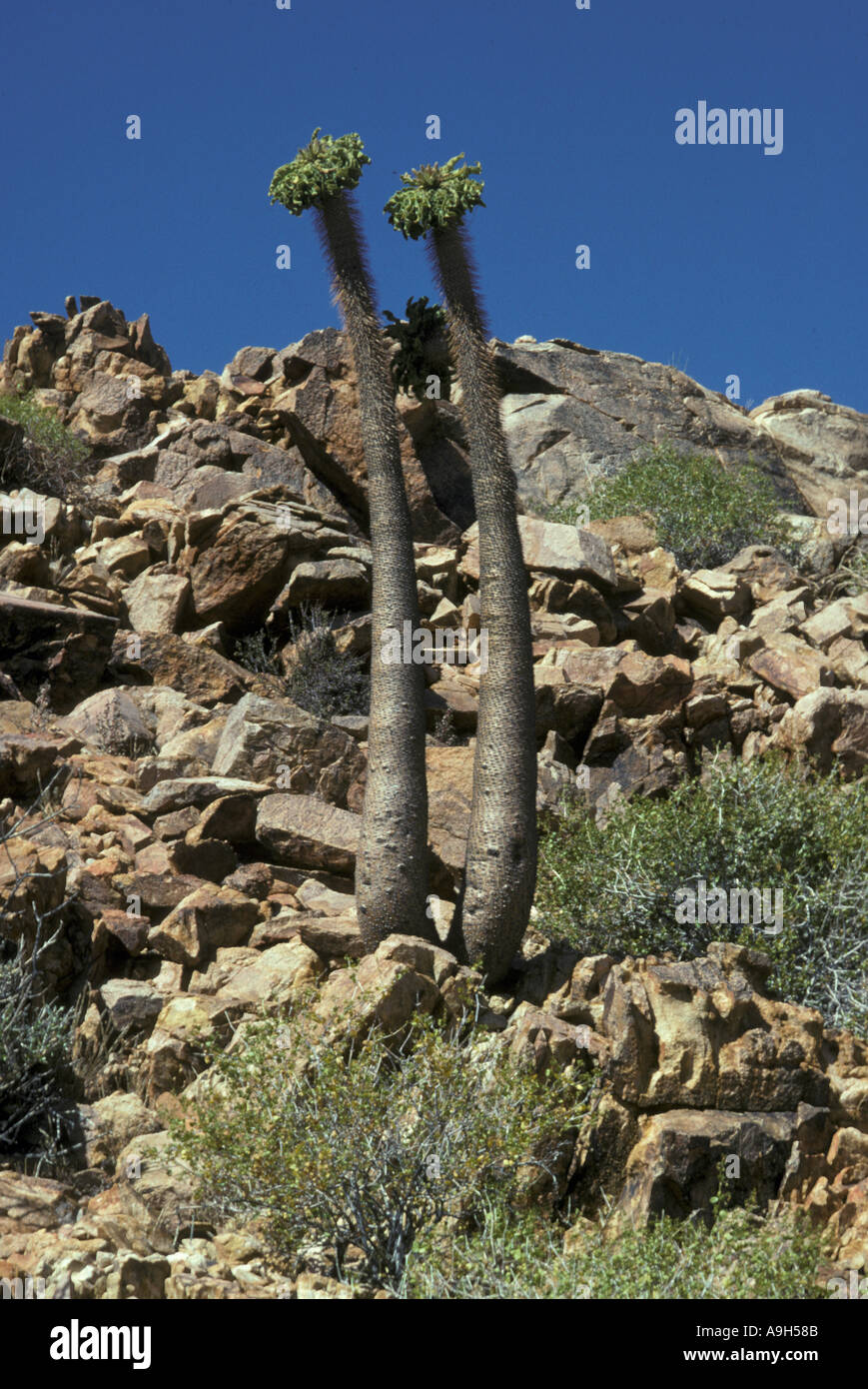 Pachypodium namaquanum hi-res stock photography and images - Alamy
