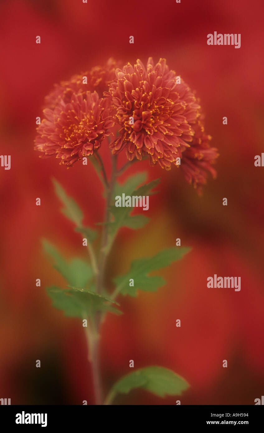 Chrysanthemum Close up Michigan November Stock Photo
