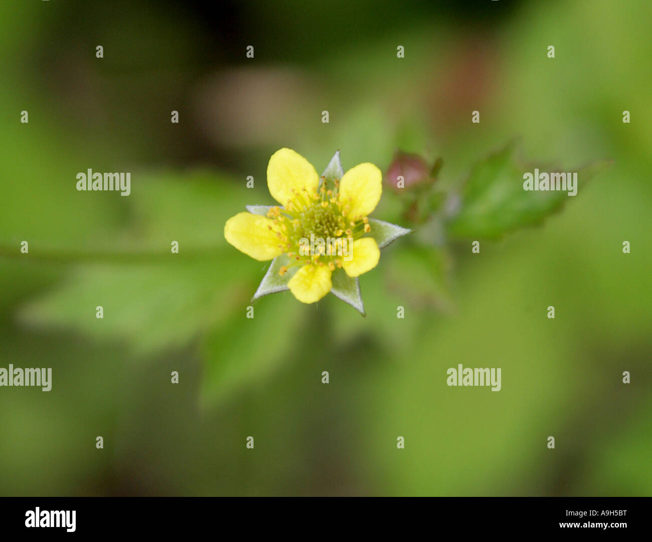 Herb Geum urbanum, Rosaceae Stock Photo Alamy