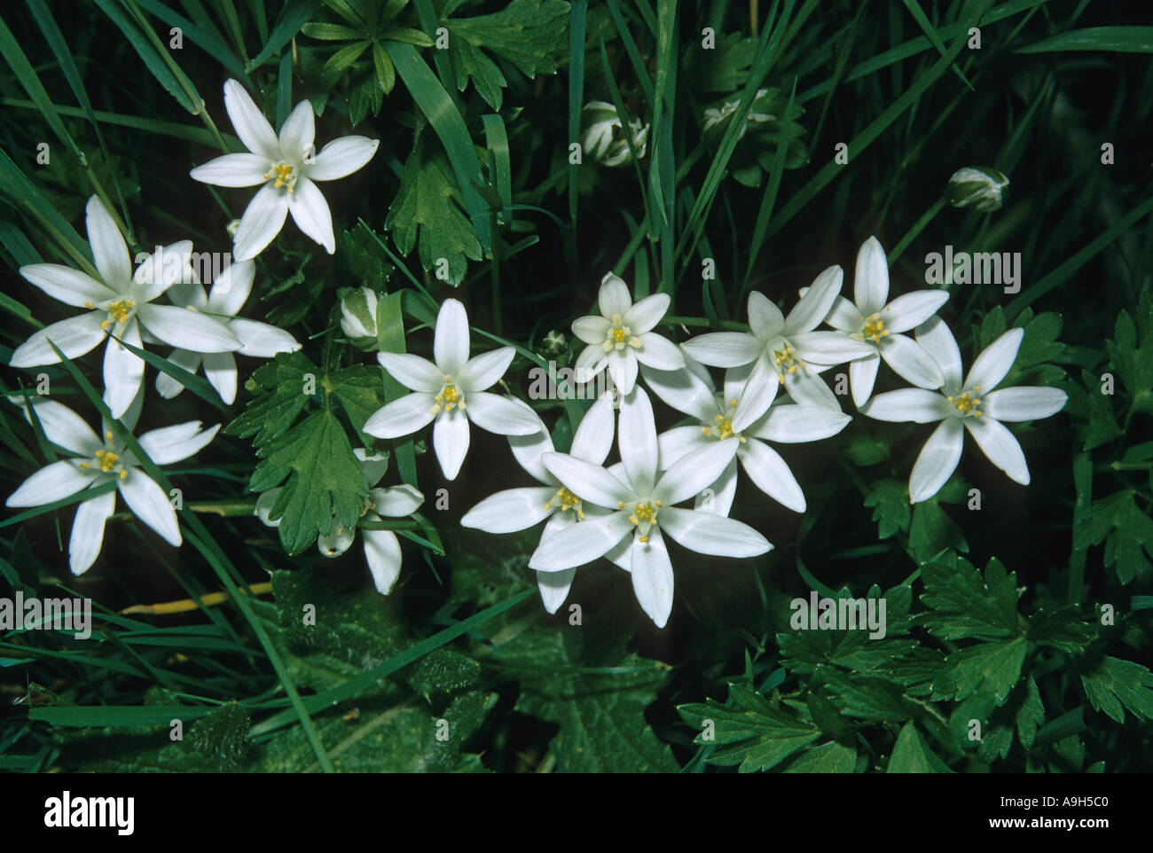 Star of Bethlehem Ornithogalum umbellatum Stock Photo