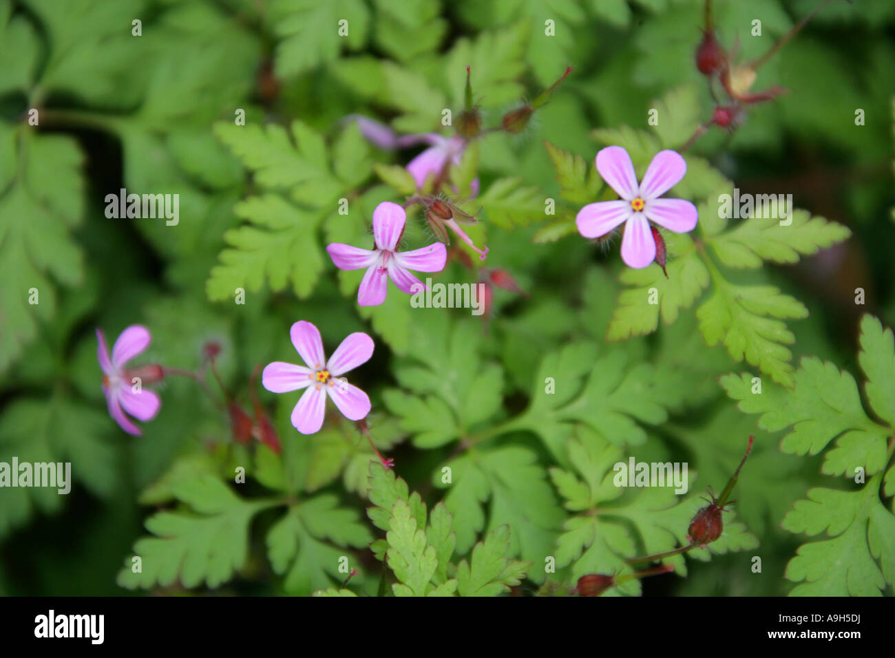 Herb Robert, Geranium robertianum, Geraniaceae Stock Photo Alamy