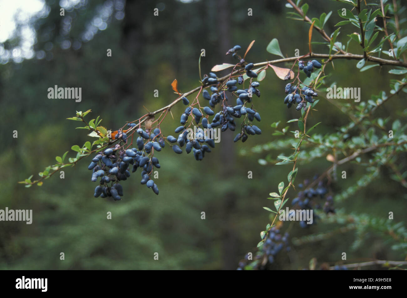 Berberis gyalaica In fruit Bagu se Tibet Stock Photo