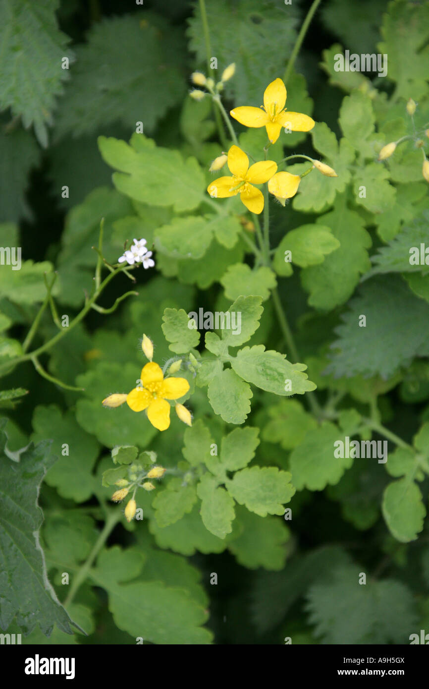 Greater Celandine or Tetterwort, Chelidonium majus, Papaveraceae Stock Photo