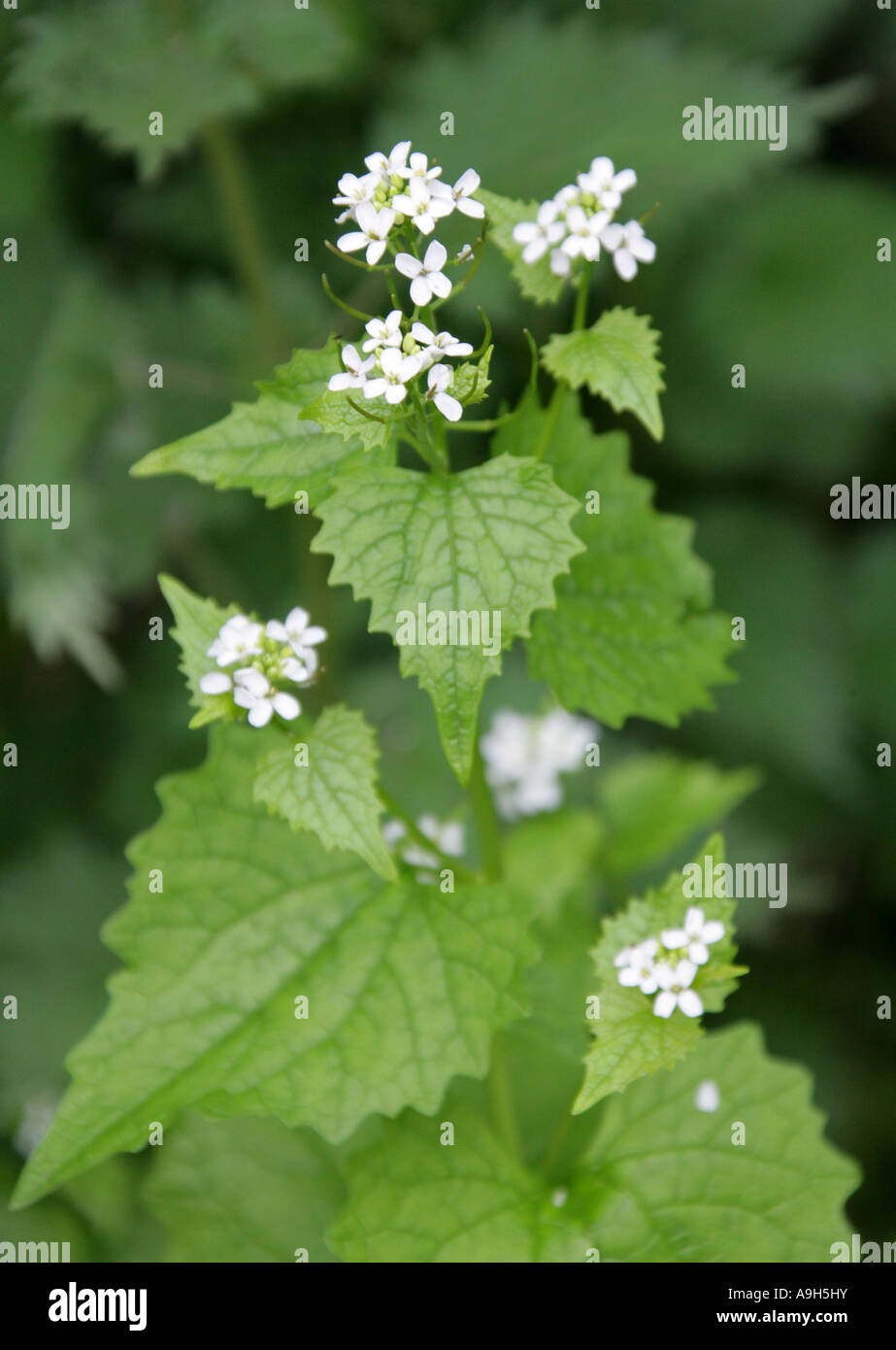 Jack by the Hedge or Garlic Mustard, Alliaria petiolata, Brassicaceae