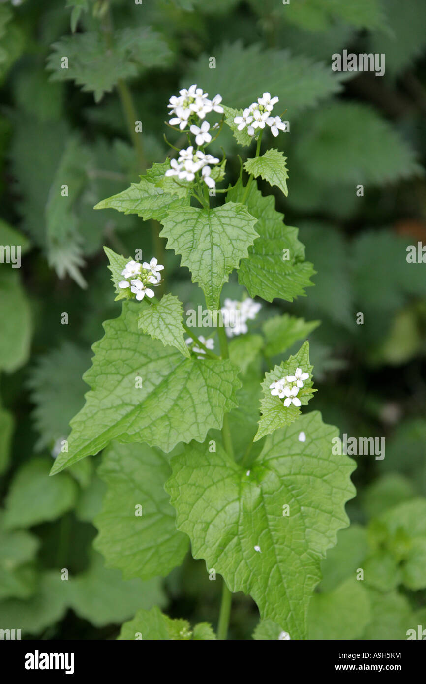 Jack by the Hedge or Garlic Mustard, Alliaria petiolata, Brassicaceae Stock Photo Alamy