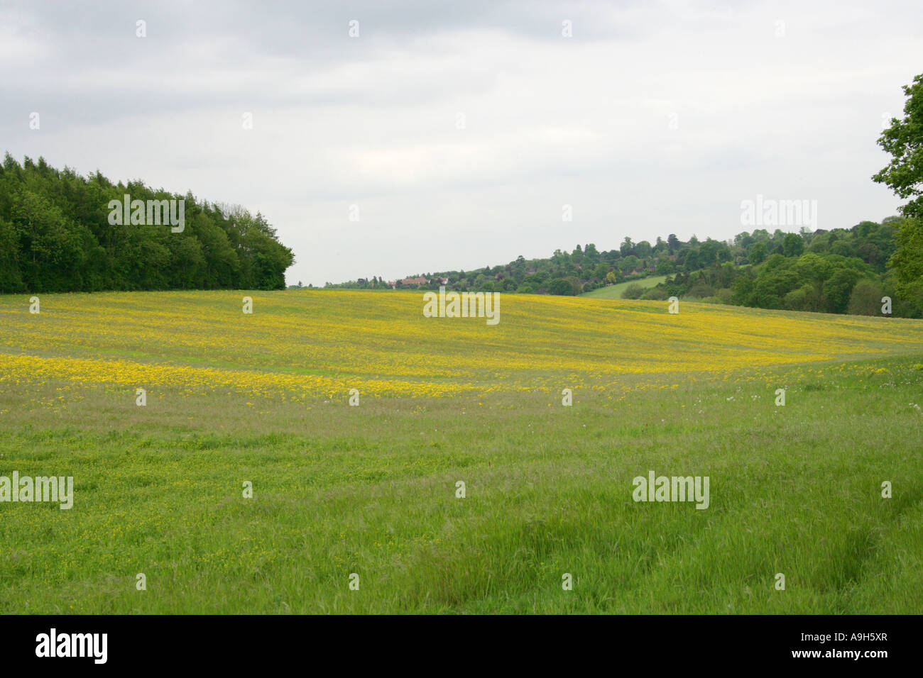 Spring Meadows of Hawkweed Flowers, Chess Valley, Near Sarratt Bottom, Hertfordshire, UK Stock Photo