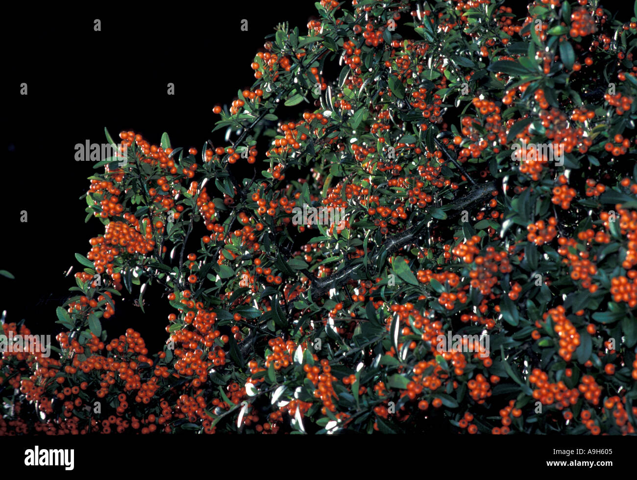 Shrub Firethorn Pyracantha gibbsi Shrub with mass of berries September Stock Photo
