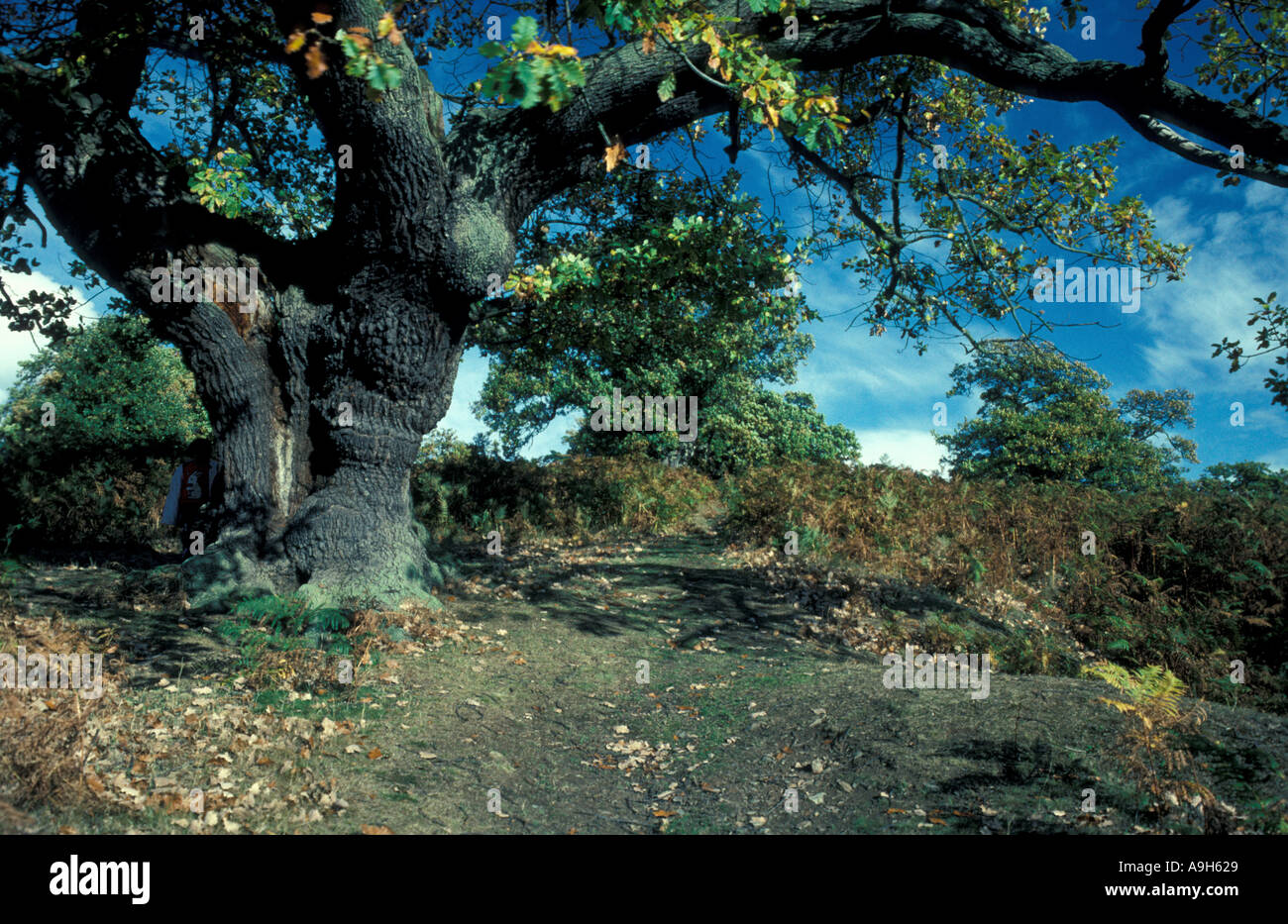 Tree Oak Common Quercus robur Ancient tree Parkland Stock Photo - Alamy