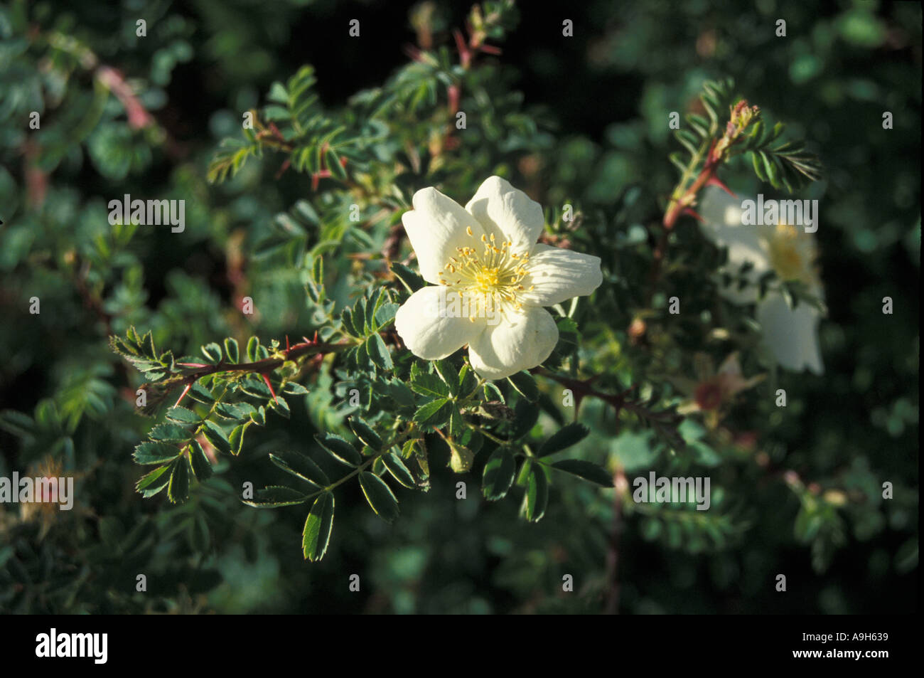Rosa sericea In flower Kyi chu Valley north of Lhasa south of Tibet Stock Photo