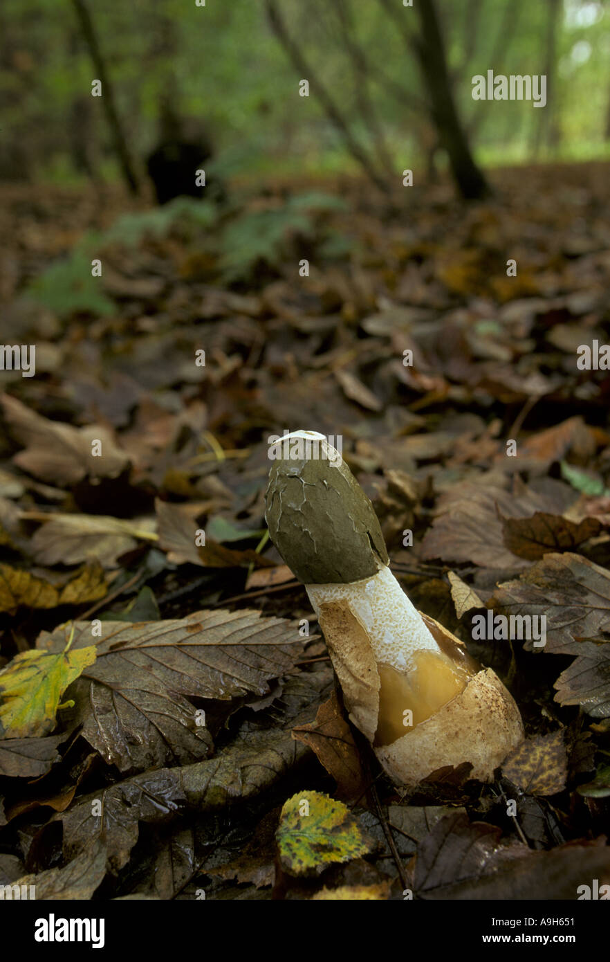 Stinkhorn Fungus Phallus impudicus Close up on dead leaves Sherwood Forest Notts Stock Photo