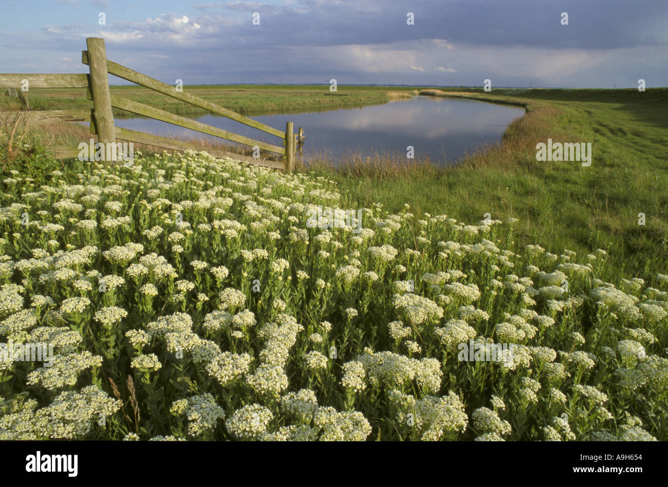 Hoary Cress Cardaria draba Thanet weed Elmley Marshes RSPB Reserve Kent Stock Photo