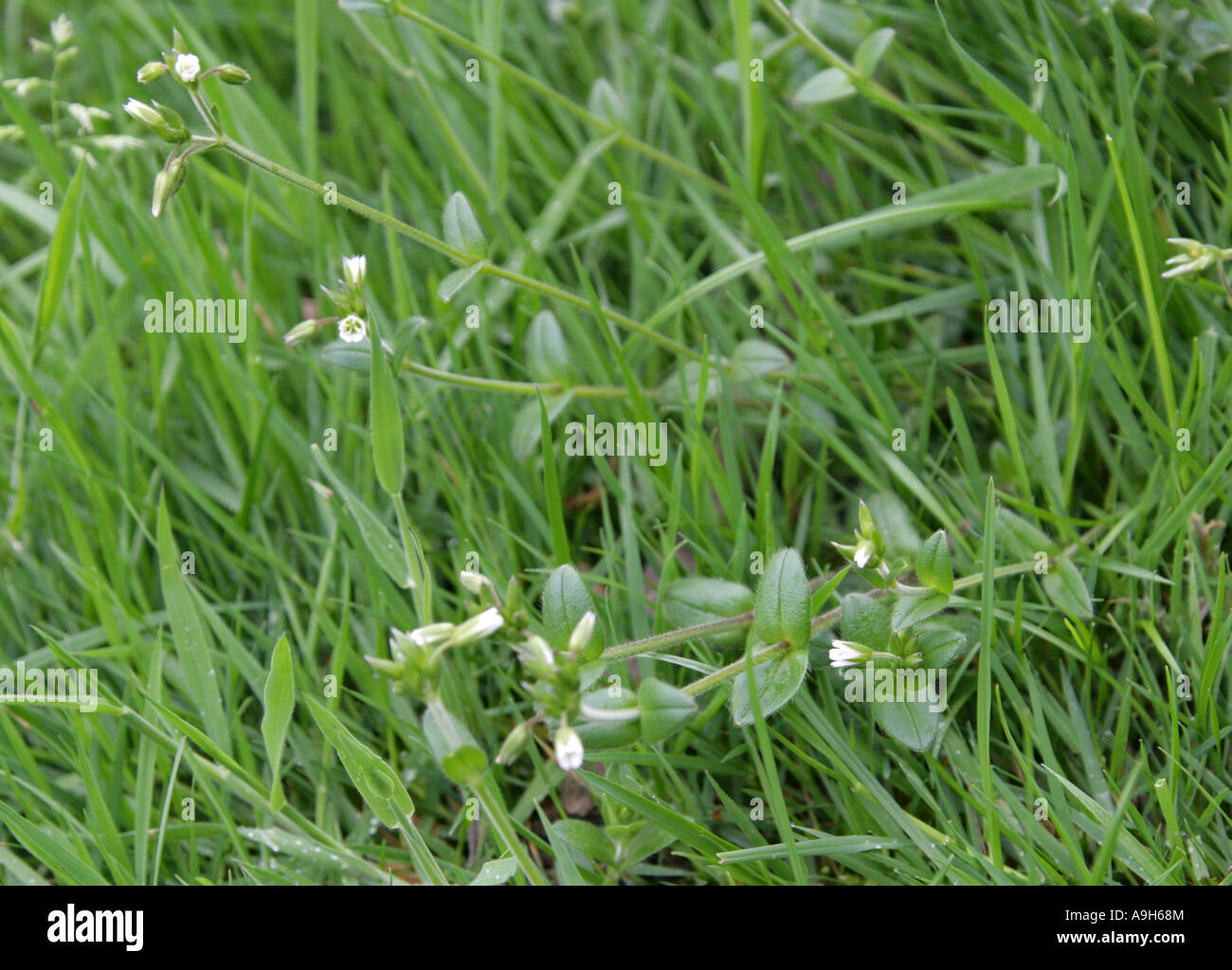 Common Mouse Ear, Cerastium fontanum, Caryophyllaceae Stock Photo