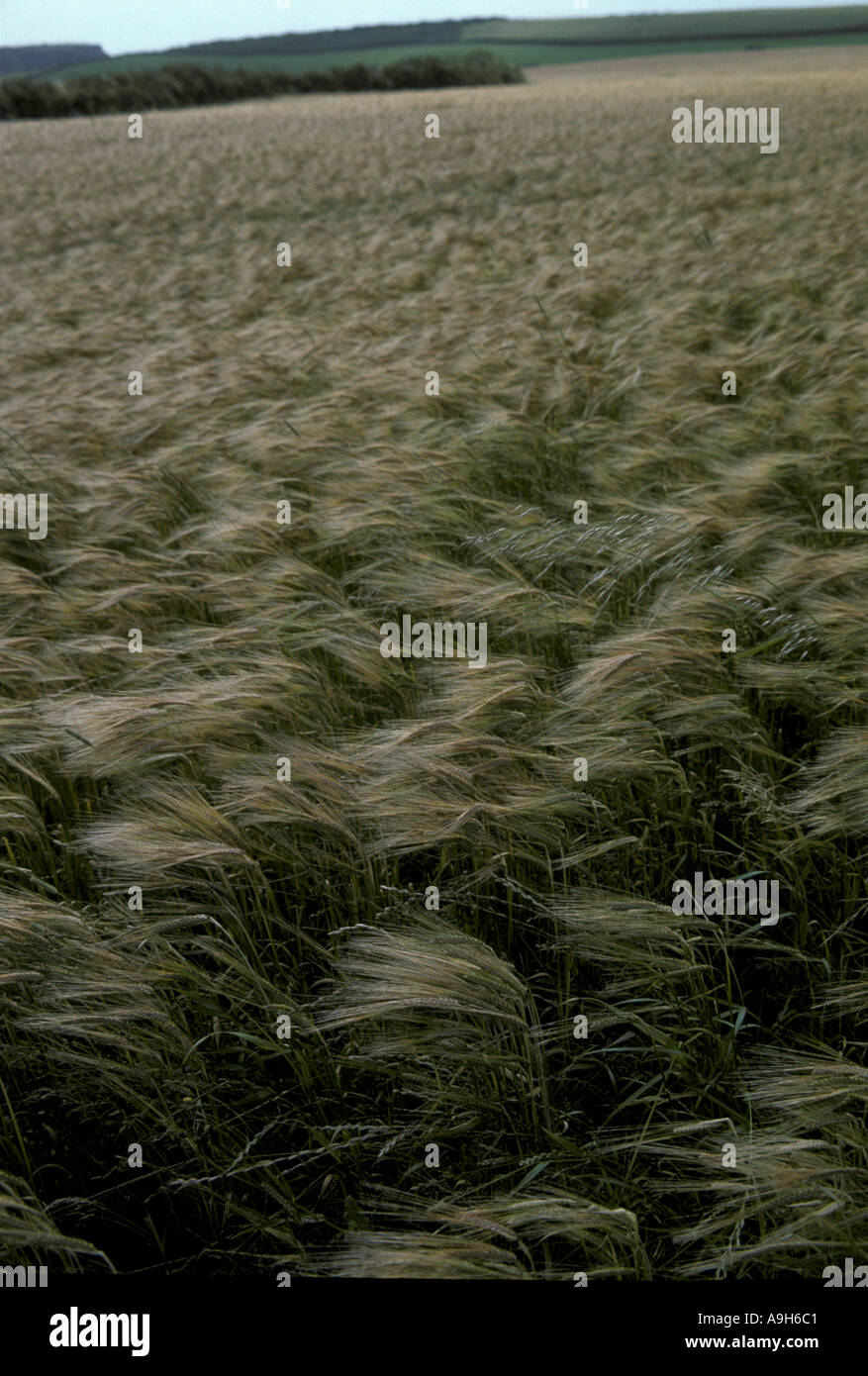 Wind Barley crop being blown in gale Stock Photo