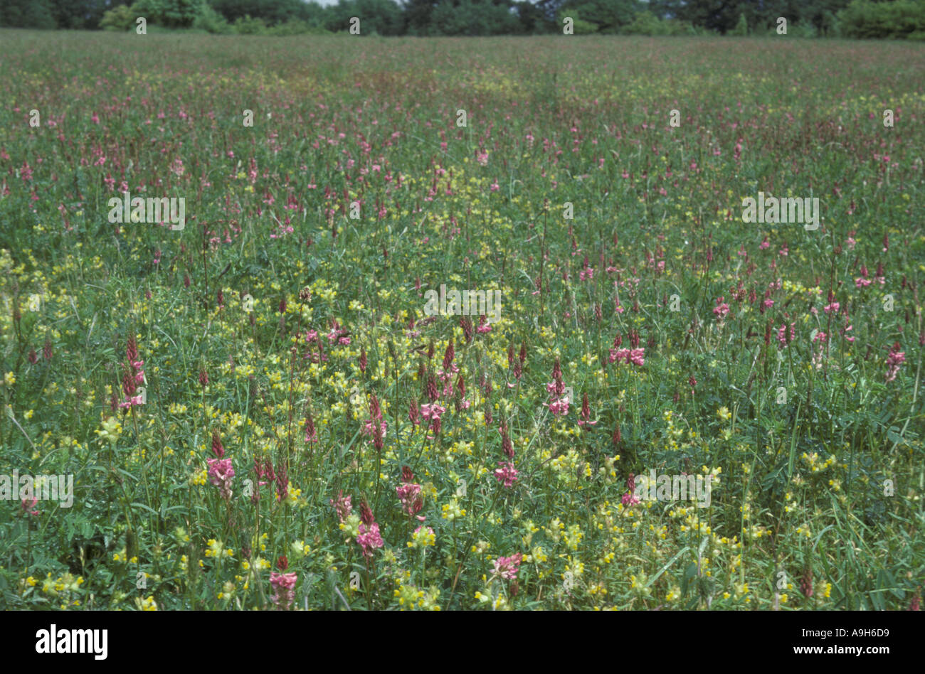 Meadows Sainfoin Kidney Vetch Onobrychis viciifolia Anthyllis vulneraria Stock Photo