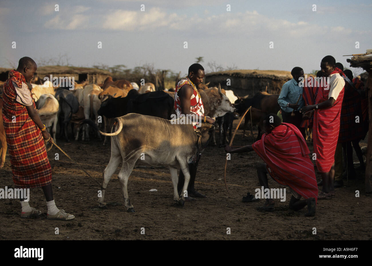 Kenya Masai woman shooting vein in neck of cow in order to collect blood Stock Photo