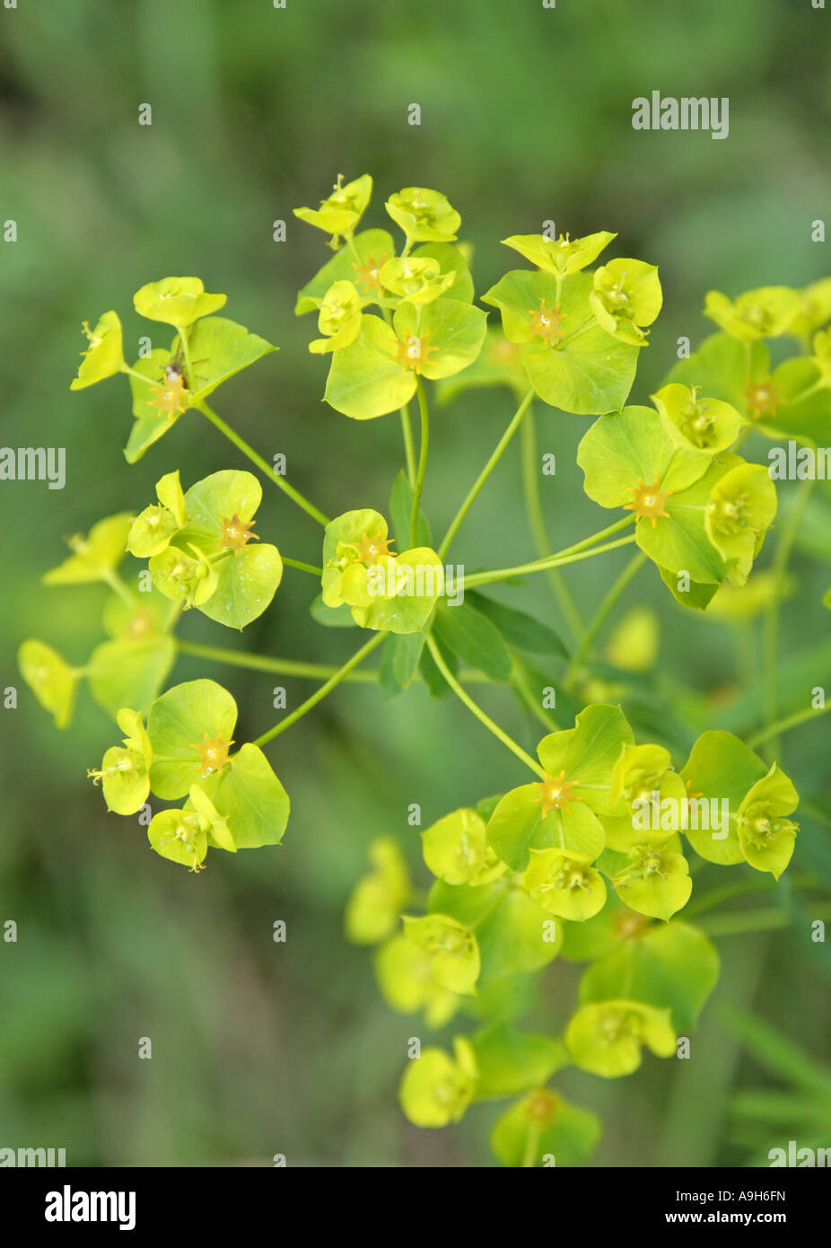 Twiggy Spurge, Euphorbia pseudovirgata Stock Photo
