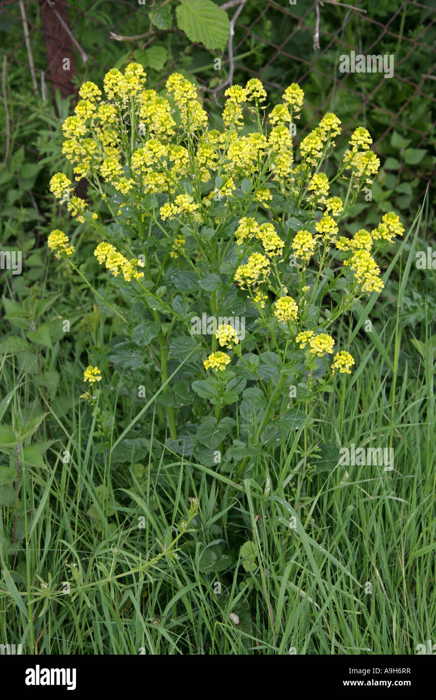 Common Wintercress, Barbarea vulgaris, Brassicaceae (Cruciferae), also Known as Yellow Rocket. Stock Photo