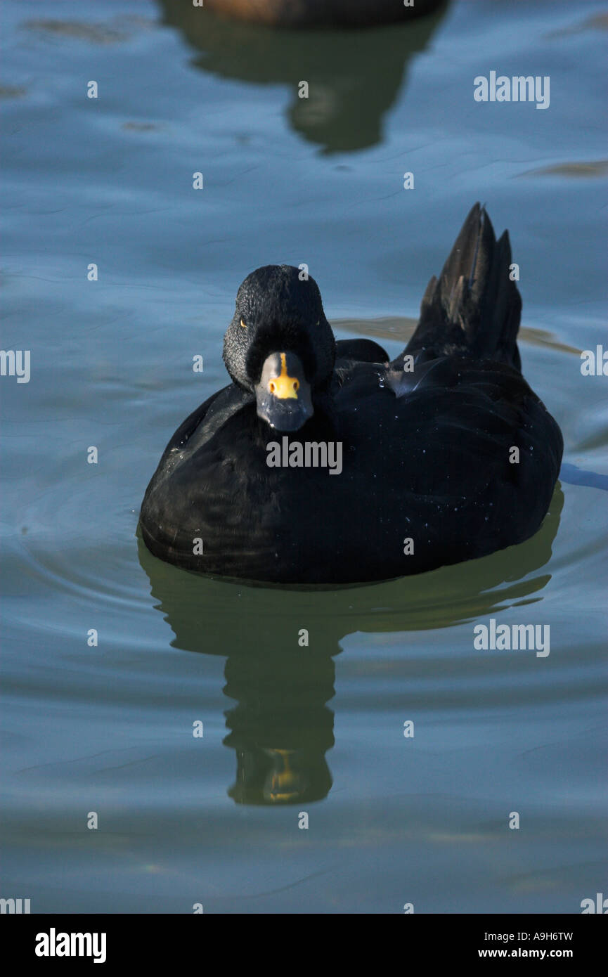 Common scoter Melanitta nigra adult male Captive Stock Photo - Alamy