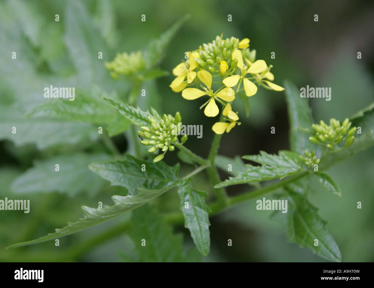 White Mustard, Sinapis alba, Brassicaceae Stock Photo