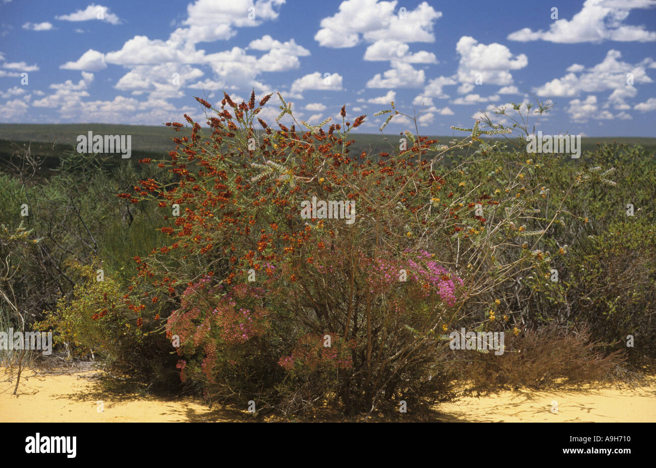 Australia Verticordia bushes in flower Kalbarri National Park Western Australia November Stock Photo