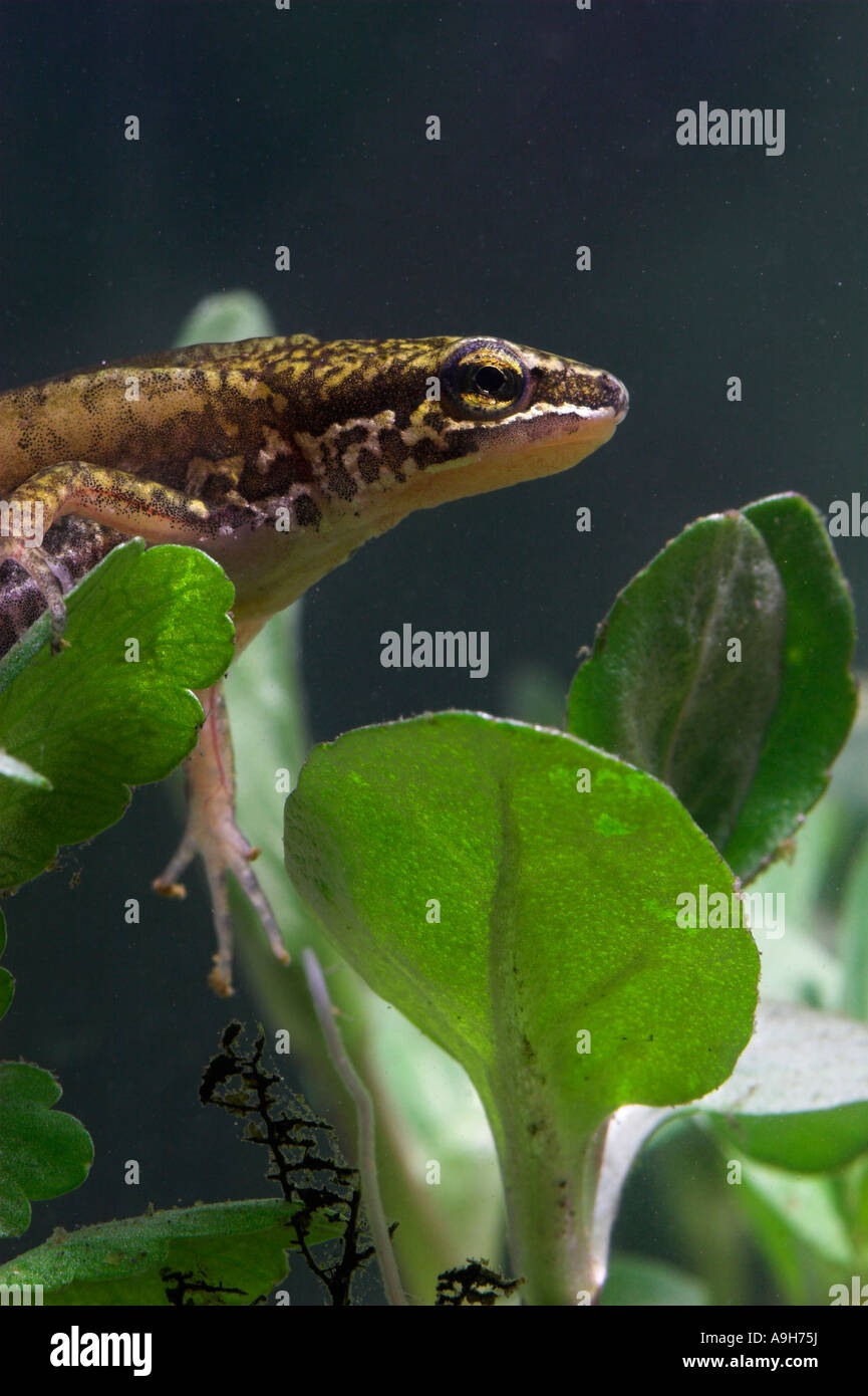 Palmate newt Triturus helveticus underwater Captive Stock Photo