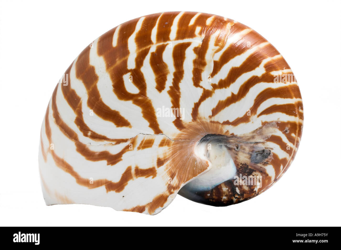 Chambered or Pearly nautilus Nautilus pompilius against a white background Stock Photo