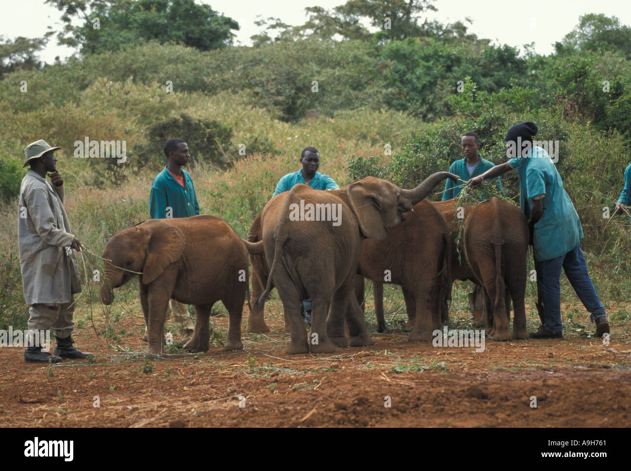 Conservation Mammals Keepers with Elephant orphans at Sheldrick Elephant Orphanage Kenya Stock Photo