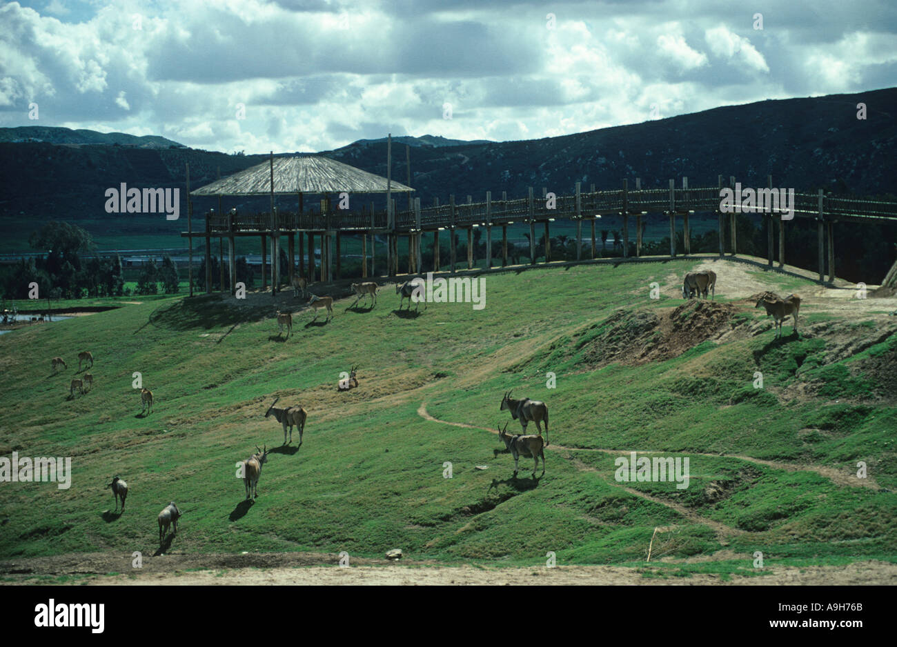 Conservation Wildlife Parks San Diego Zoo Stock Photo