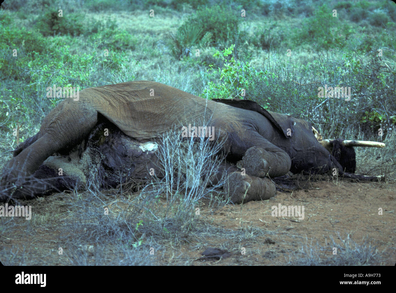 Destruction Dead Mammals Elephant killed by poachers Tsavo Kenya Sept 80 Stock Photo Alamy