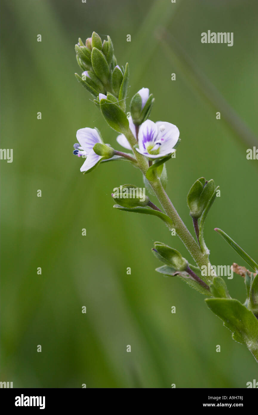 THYME LEAVED SPEEDWELL Veronica serpyllifolia Kent UK Stock Photo Alamy