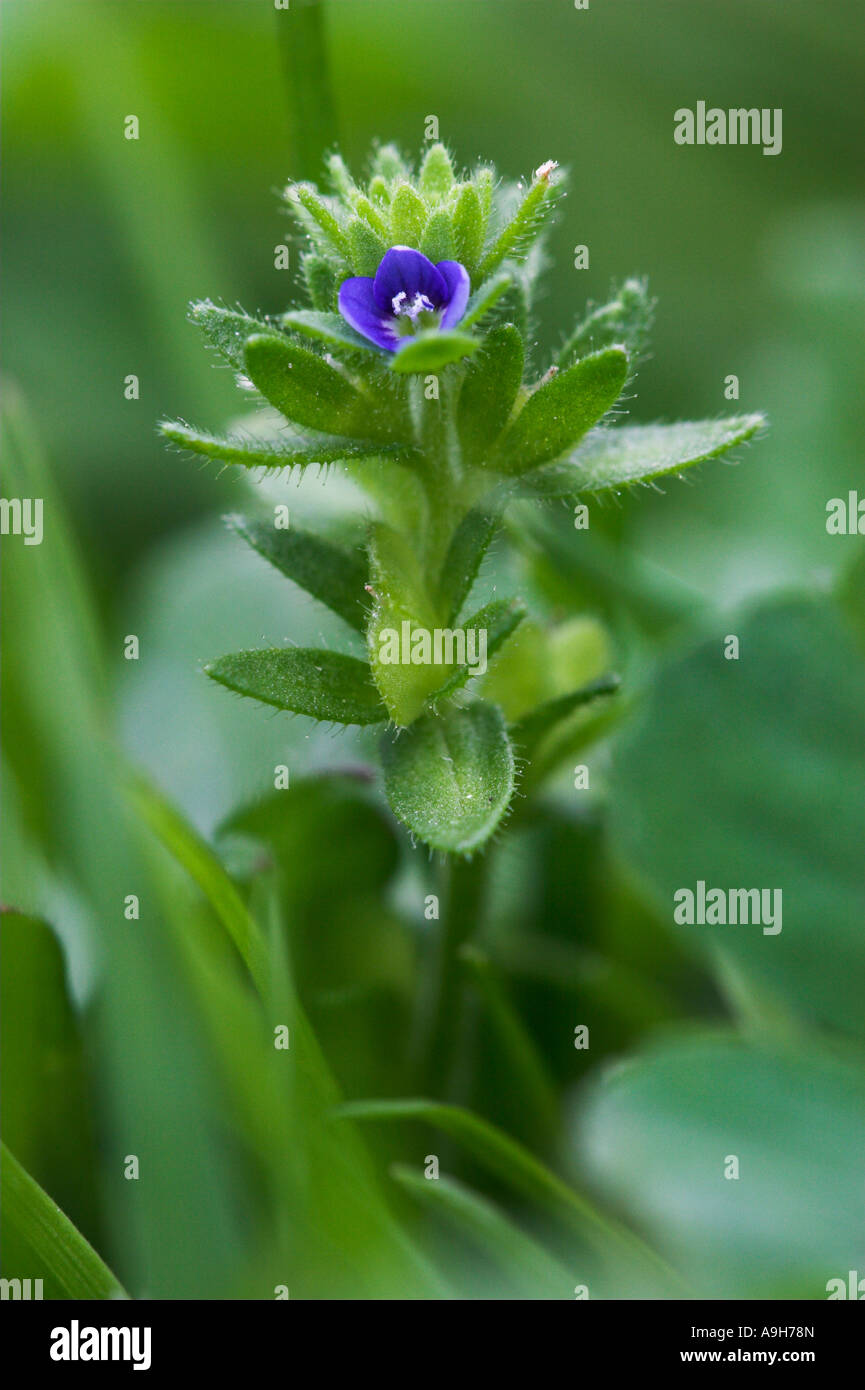 Corn or Wall Speedwell Veronica arvensis Sussex UK Stock Photo