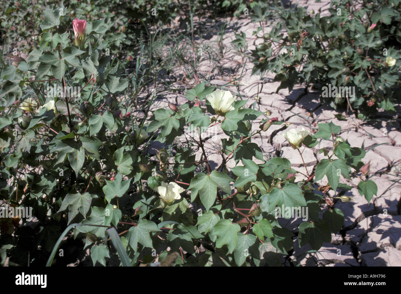Farming Crop Cotton Cotton plants Menderes Delta Turkey September Stock Photo