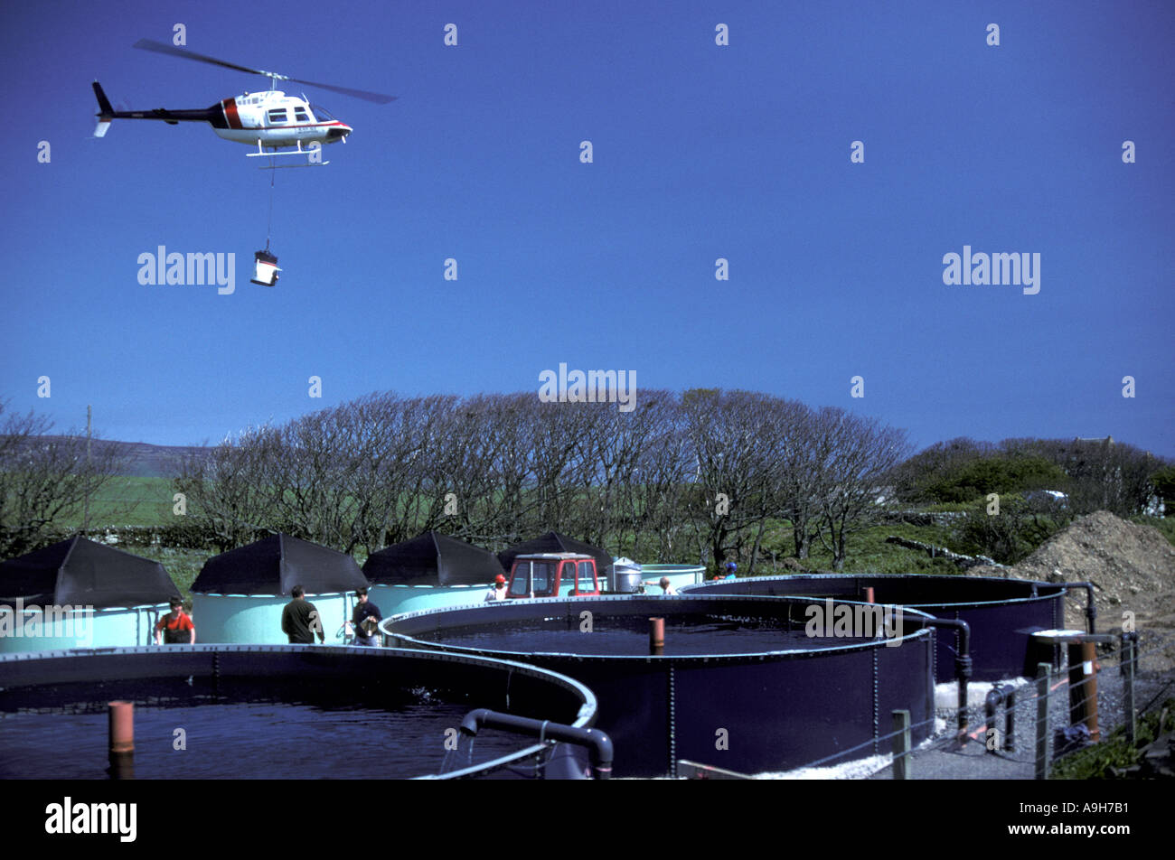 Farming Fish Airlifting salmon smolts from hatchery to sea cages Orkney Stock Photo