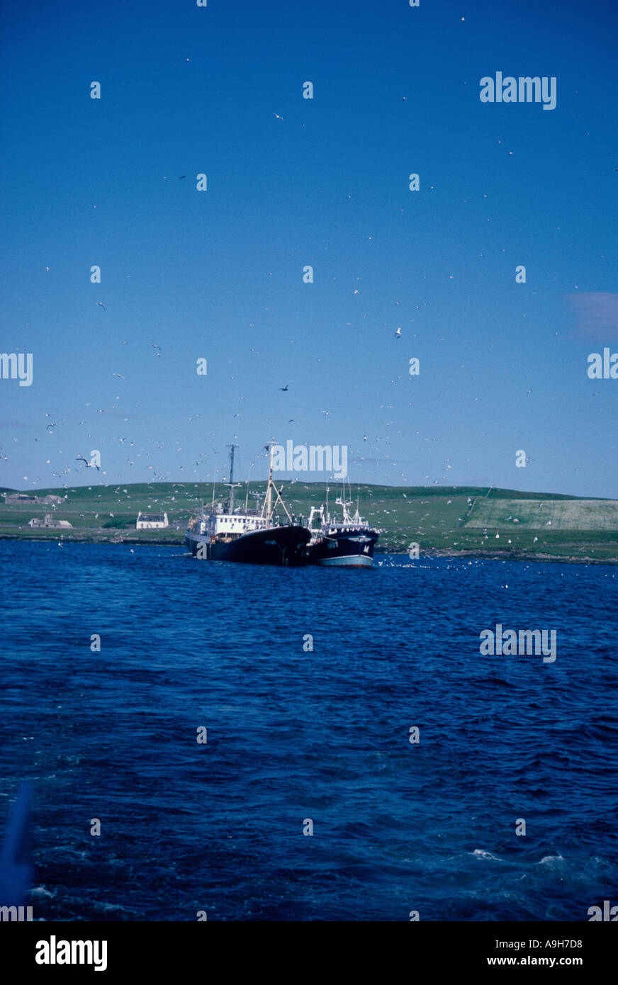 Fishing Commercial Fishing vessels attracting gulls Bressey Shetland Stock Photo