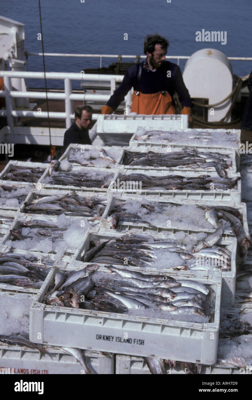 Commercial Fishing Fish Haddock packed in trays of ice abroad ship