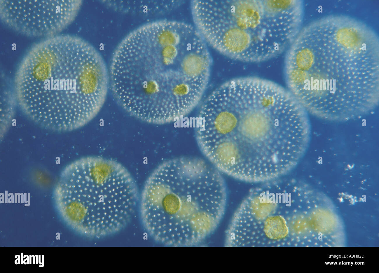 Scientific Algae Volvox tertius a freshwater species which form colonies 1 95 9 85 Stock Photo