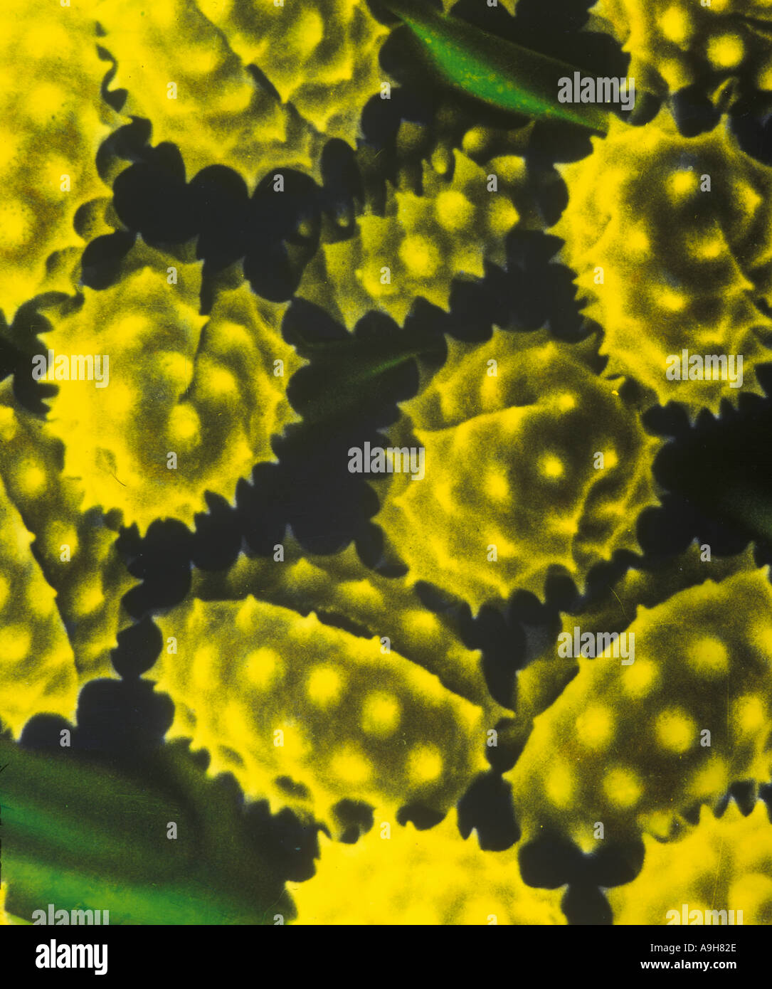 Scientific Scanning Electron Micrograph of Ragwort Pollen 1 95 9 28 Stock Photo