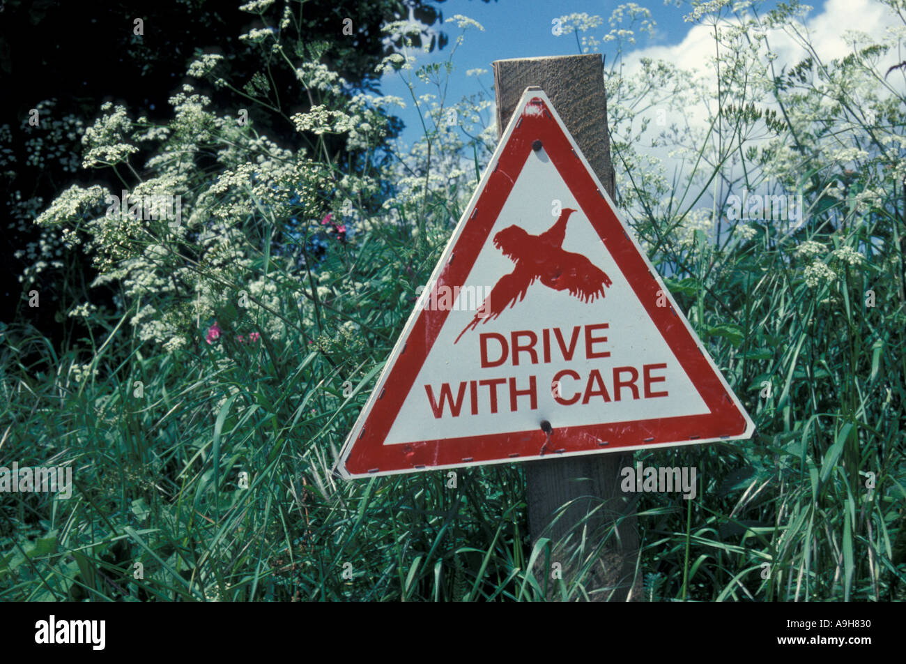Signs and Signposts Pheasants drive with care Berkshire Stock Photo - Alamy