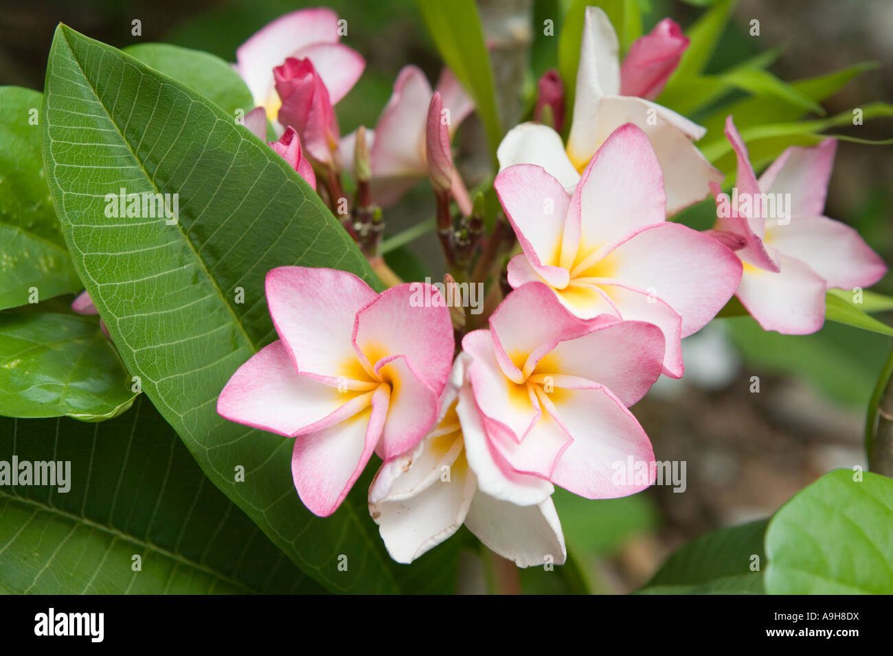 Frangipani plumeria alba hires stock photography and images Alamy