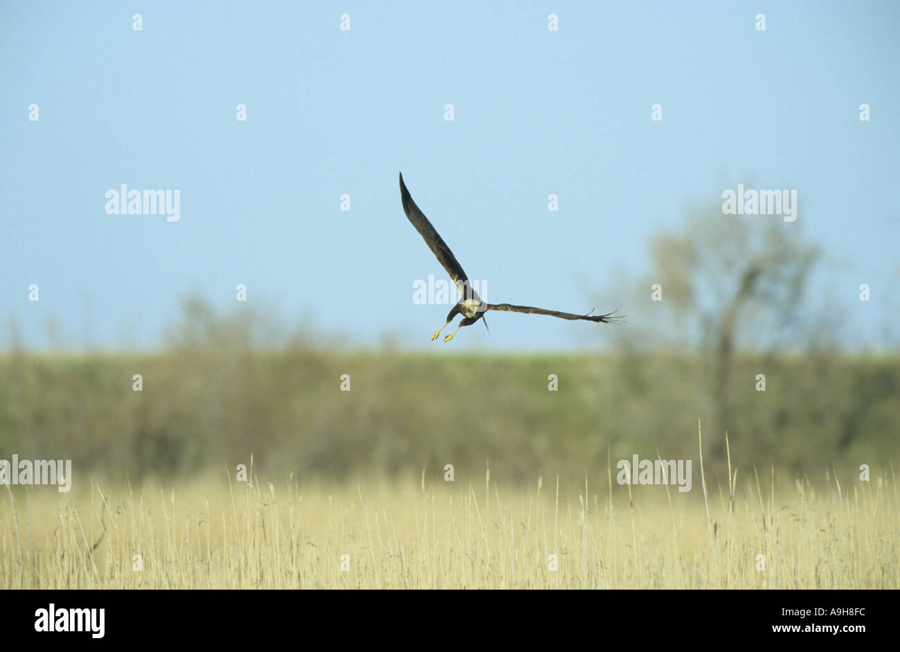 Marsh Harrier Circus aeruginosus Female about to land Evros Delta Greece March Stock Photo