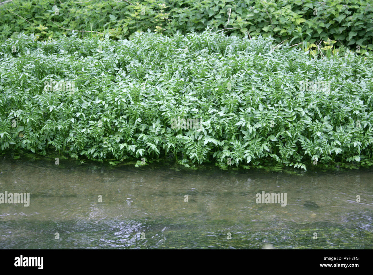 Fools Watercress, Apium nodiflorum, Umbelliferae. Growing along the Banks of the River Chess, Hertfordshire, UK Stock Photo