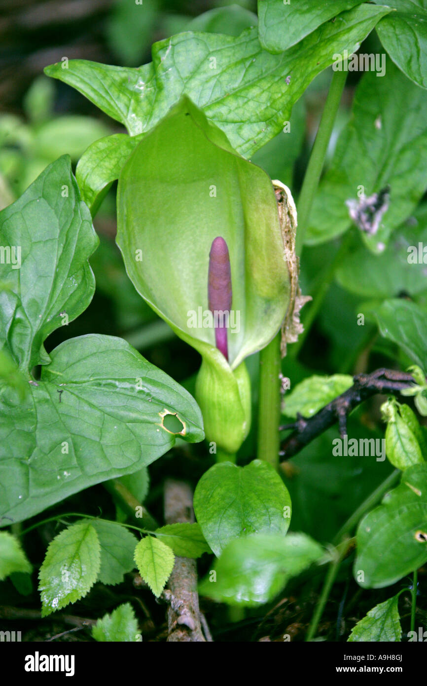 Cuckoo Pint Arum maculatum Araceae Also Known as Lords and Ladies Stock