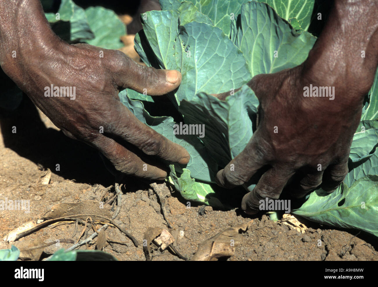 Insect Hand Picking Work hardened hands of a black African farmer looking for insect pests ...