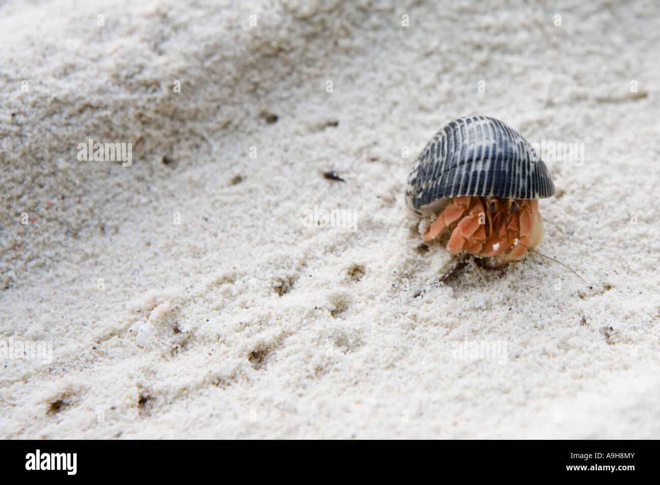 A hermit crab running across a white sand beach in The Maldives Stock Photo