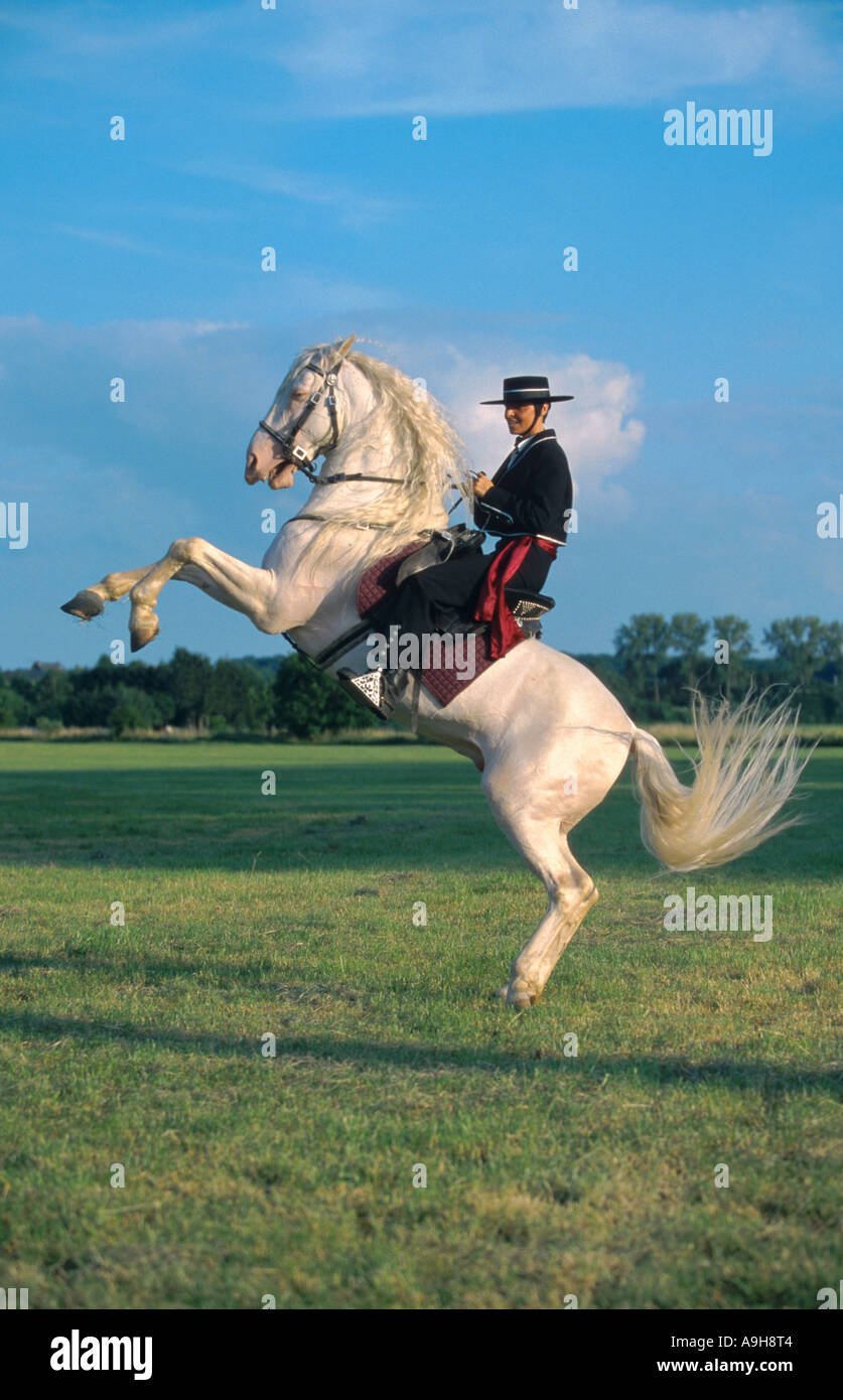 Andalusian horse (Equus przewalskii f. caballus), standing on his hind