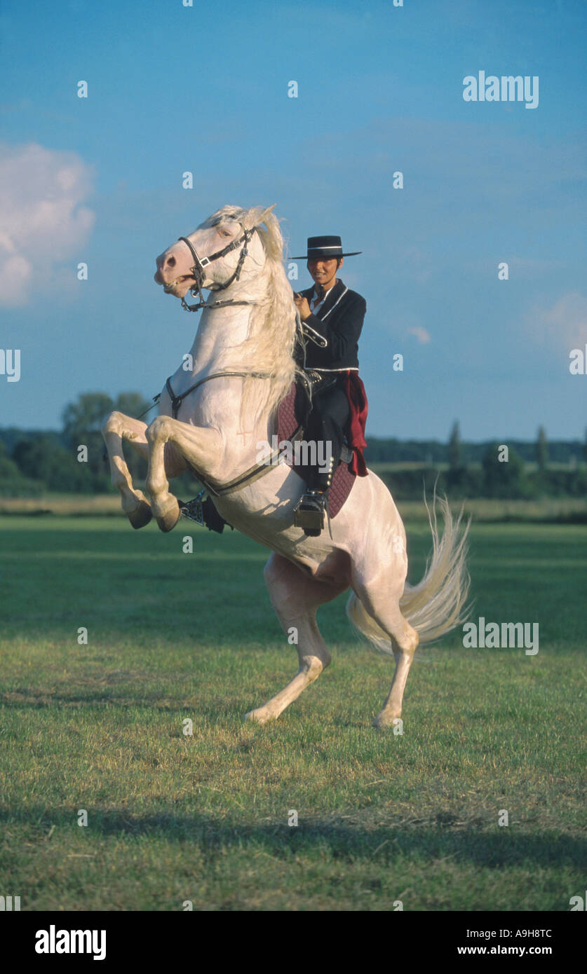Horse standing on hind legs hires stock photography and images Alamy