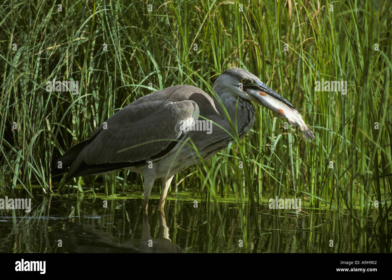 Grey Heron Ardea cinerea Standing in water feeding on large fish reflection S Stock Photo