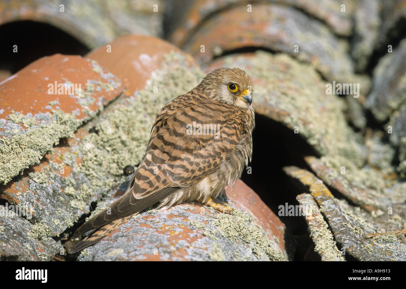 Lesser Kestrel Falco naumanni Female on Spanish roof Stock Photo